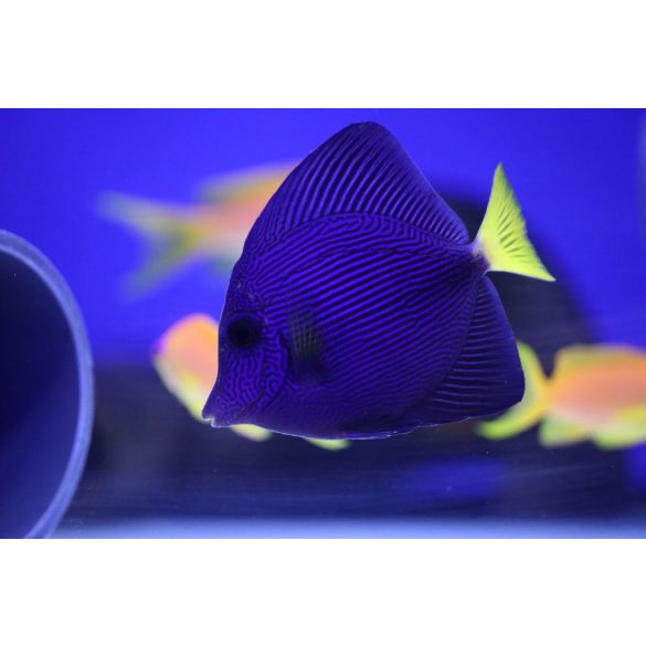 Zebrasoma xanthurum (Vörös-tengeri doktorhal)
