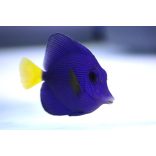 Zebrasoma xanthurum (Vörös-tengeri doktorhal)