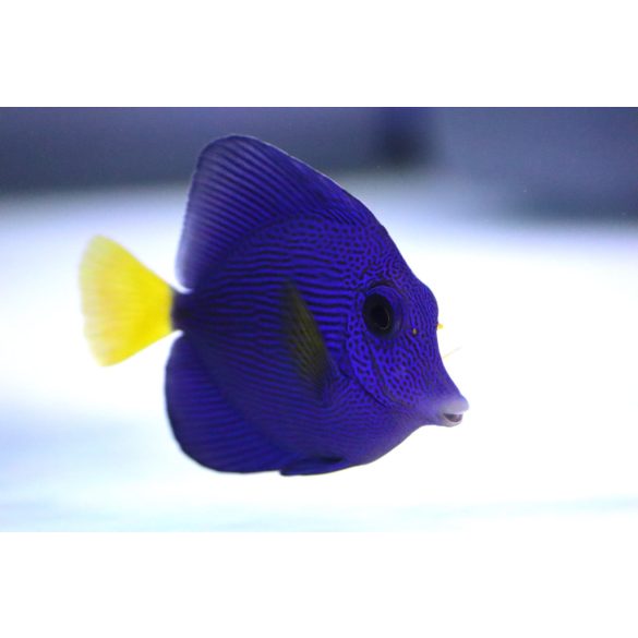 Zebrasoma xanthurum (Vörös-tengeri doktorhal)