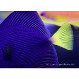 Zebrasoma xanthurum (Vörös-tengeri doktorhal)