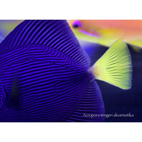 Zebrasoma xanthurum (Vörös-tengeri doktorhal)