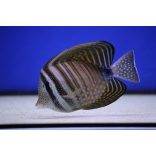 Zebrasoma desjardinii (Indiai vitorlásúszójú doktorhal)