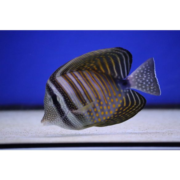 Zebrasoma desjardinii (Indiai vitorlásúszójú doktorhal)