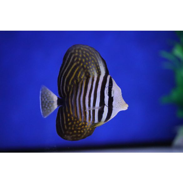 Zebrasoma desjardinii (Indiai vitorlásúszójú doktorhal)