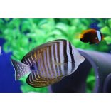 Zebrasoma desjardinii (Indiai vitorlásúszójú doktorhal)