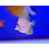Zebrasoma flavescens tenyésztett (Sárga doktorhal)
