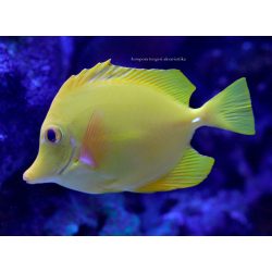 Zebrasoma flavescens tenyésztett (Sárga doktorhal)