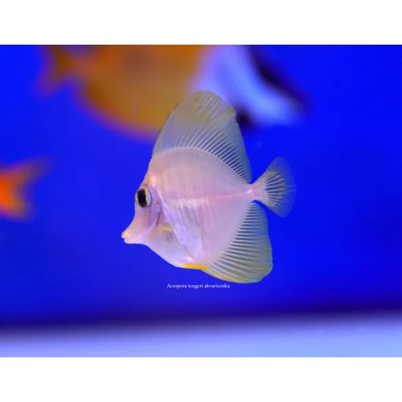 Zebrasoma flavescens tenyésztett (Sárga doktorhal)