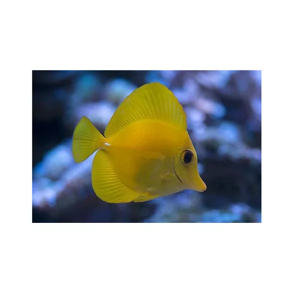 Zebrasoma flavescens tenyésztett (Sárga doktorhal)