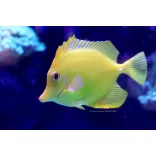 Zebrasoma flavescens tenyésztett (Sárga doktorhal)