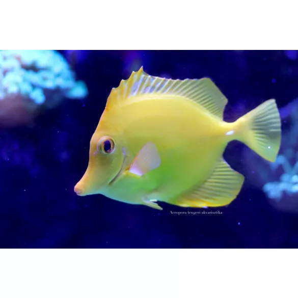 Zebrasoma flavescens tenyésztett (Sárga doktorhal)